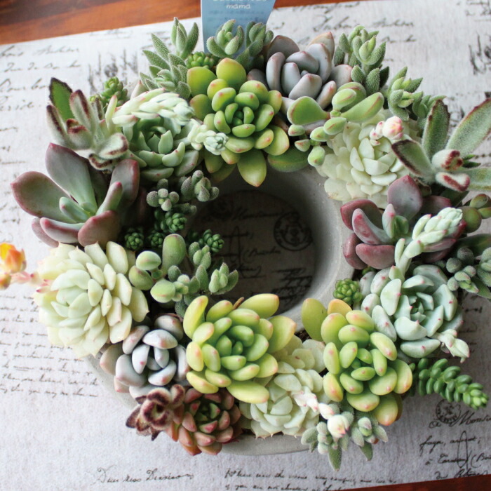 多肉植物 寄せ植え おしゃれ 多肉セメントリース M 苗 多肉