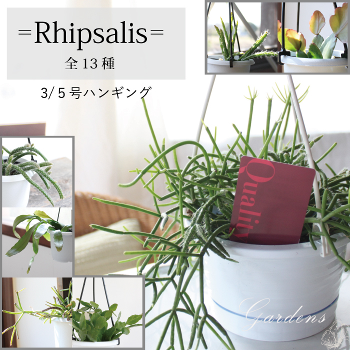 リプサリス　ラムローサ　吊り鉢　サボテン　リプサリスラムローサ　観葉植物 現品販売 観葉植物 リプサリス ラムローサ レッドコーラル 5号
