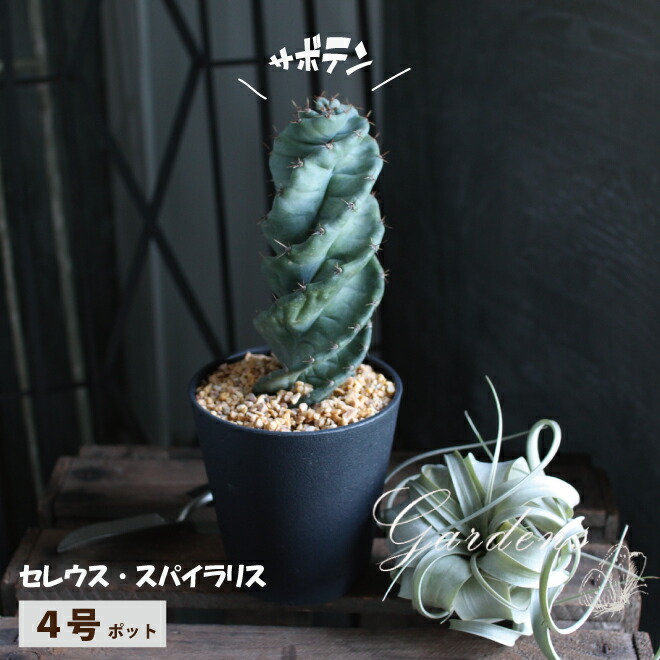 楽天市場】サンスベリア ピングイキュラ ピンクイグラ 希少品種 3.5寸