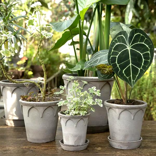 バーグスポッター エリザベス 14 / 16 / 18 グレー ナチュラル 皿付き