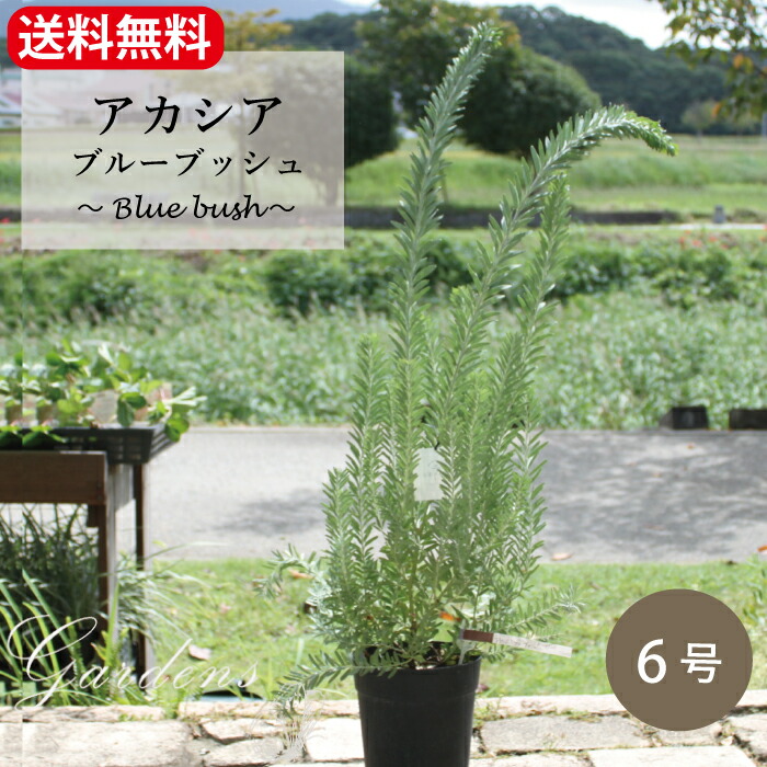 楽天市場】【大感謝祭！全商品エントリーでP5倍】ユッカ