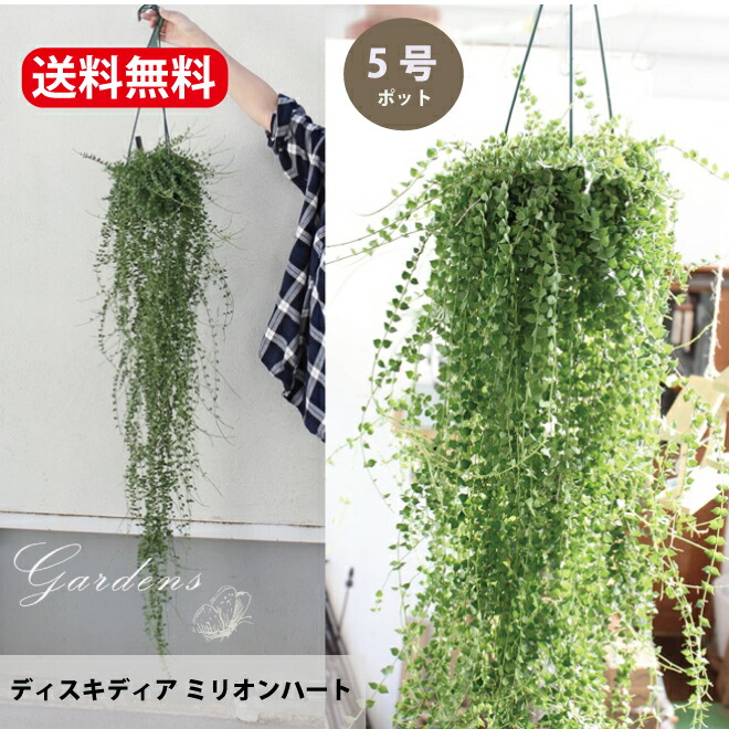 【楽天市場】【期間限定P5倍＆MAX10％OFFクーポン】ディスキディア ルスキフォリア 観葉植物 ミリオンハート 5号 5寸 サボテン