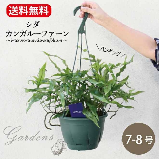 楽天市場】【1日限定MAX50%OFFクーポン&店内買い回りでMAXP20 楽天市場】【1日限定MAX50%OFFクーポン&店内買い回りでMAXP20