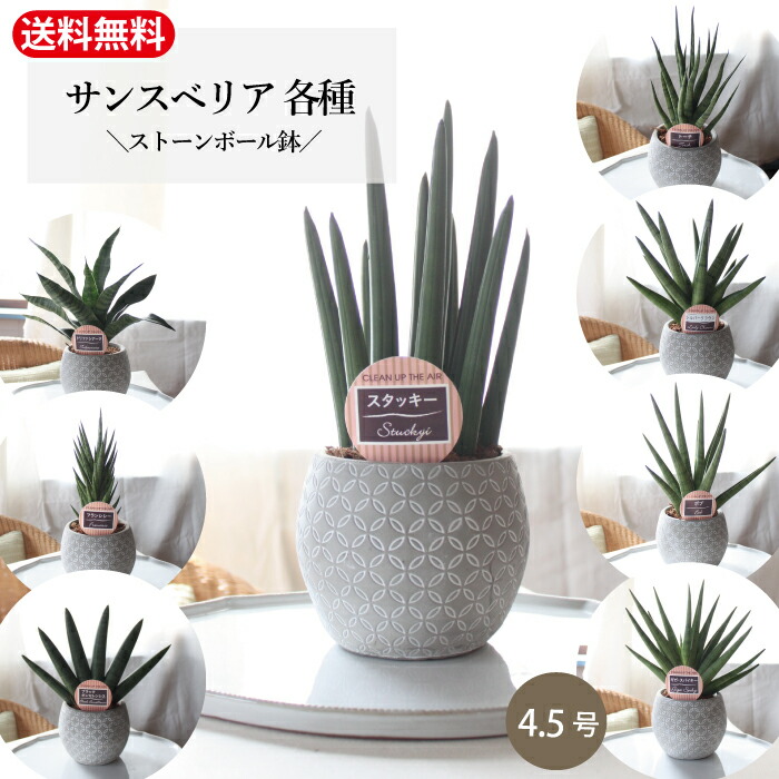 楽天市場】サンスベリア 希少品種 2.5寸 2.5号 陶器鉢植え 楽天市場】サンスベリア 希少品種 2.5寸 2.5号 陶器鉢植え