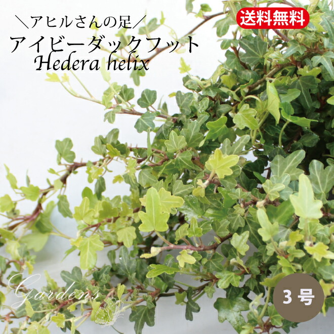 楽天市場】ヒメウツギ 苗 3.5号 3.5寸 2POTセット 落葉低木 姫空木 