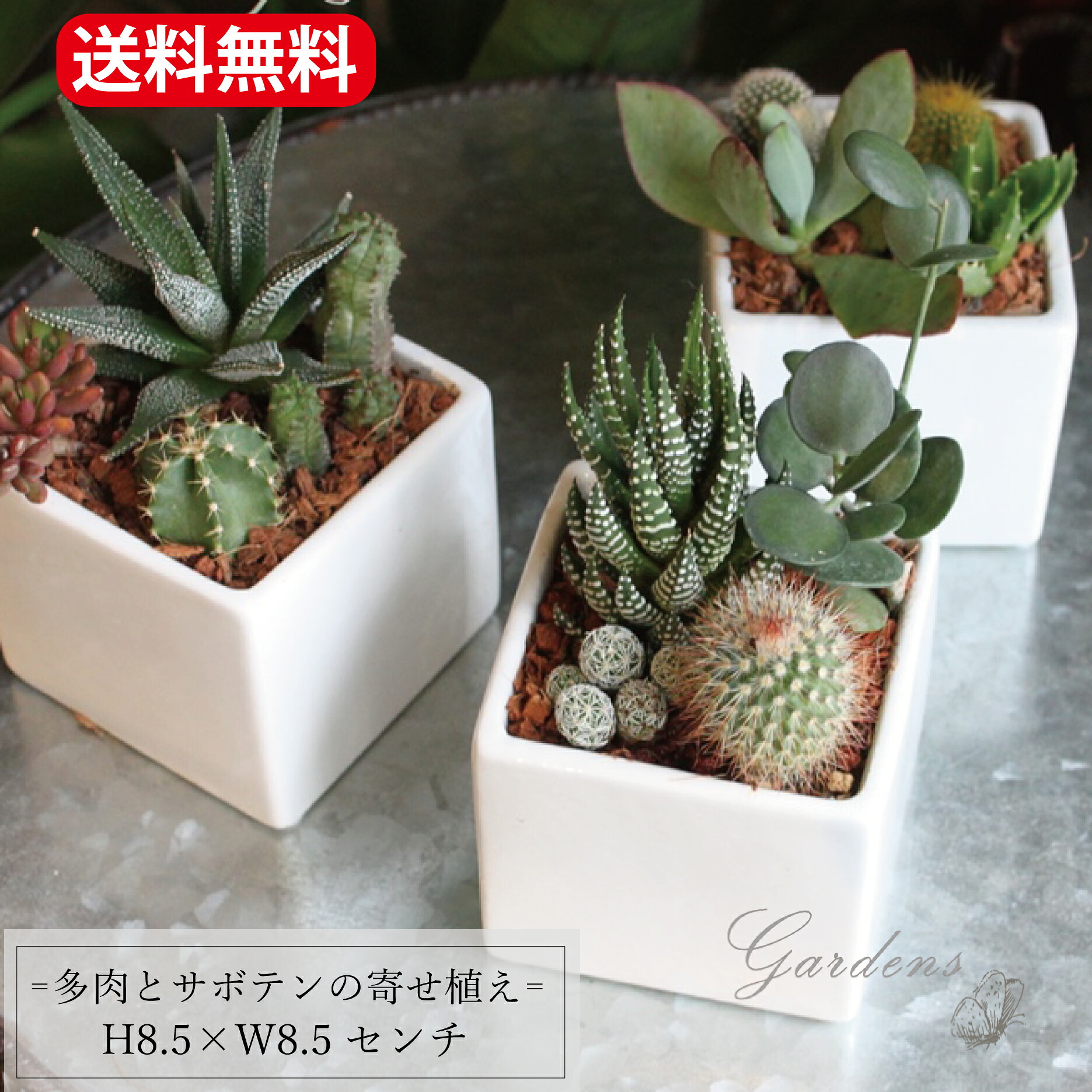 サボテン 寄せ植え」プチギフト ママ友 陶器鉢 鉢付 インテリア ミニ