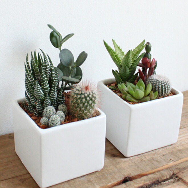 サボテン 寄せ植え」プチギフト ママ友 陶器鉢 鉢付 インテリア ミニ