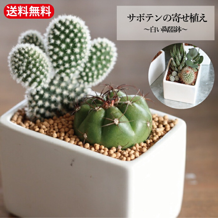 【楽天市場】「サボテン 寄せ植え」プチギフト ママ友 陶器鉢 鉢付 インテリア ミニ さぼてん 多肉 苗 観葉植物 さぼてん グリーン saboten  シンプル 鉢 白オフィス デスク 育て方 簡単 : GARDENS（ガーデンズ）