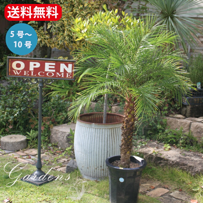 楽天市場】【現品発送】ナンノロプス アラビカシルバー（耐寒性