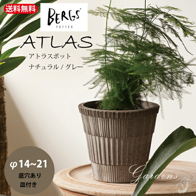 新入荷苗音沙汰！！