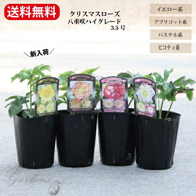 楽天市場】【クリスマスローズ属】一重咲き 3株セット9cmポット（花色