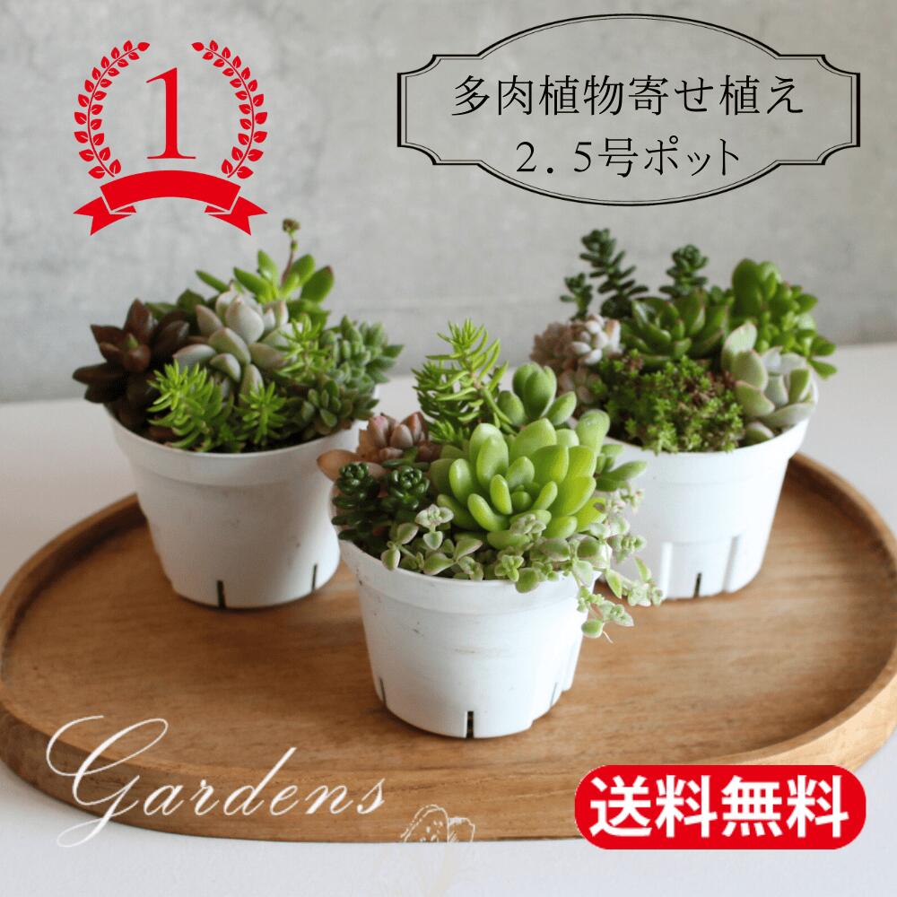 たね グリーンフィールドプロジェクト へちま　太ヘチマ　小袋