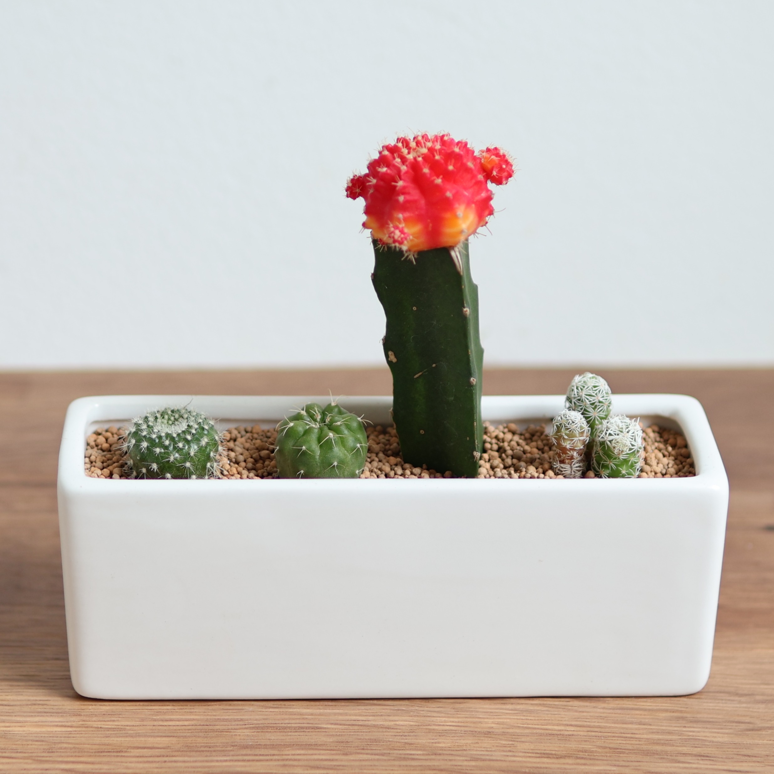 サボテン 寄せ植え」「ひぼたん 寄せ植え」1〜3個 プチギフト ママ友