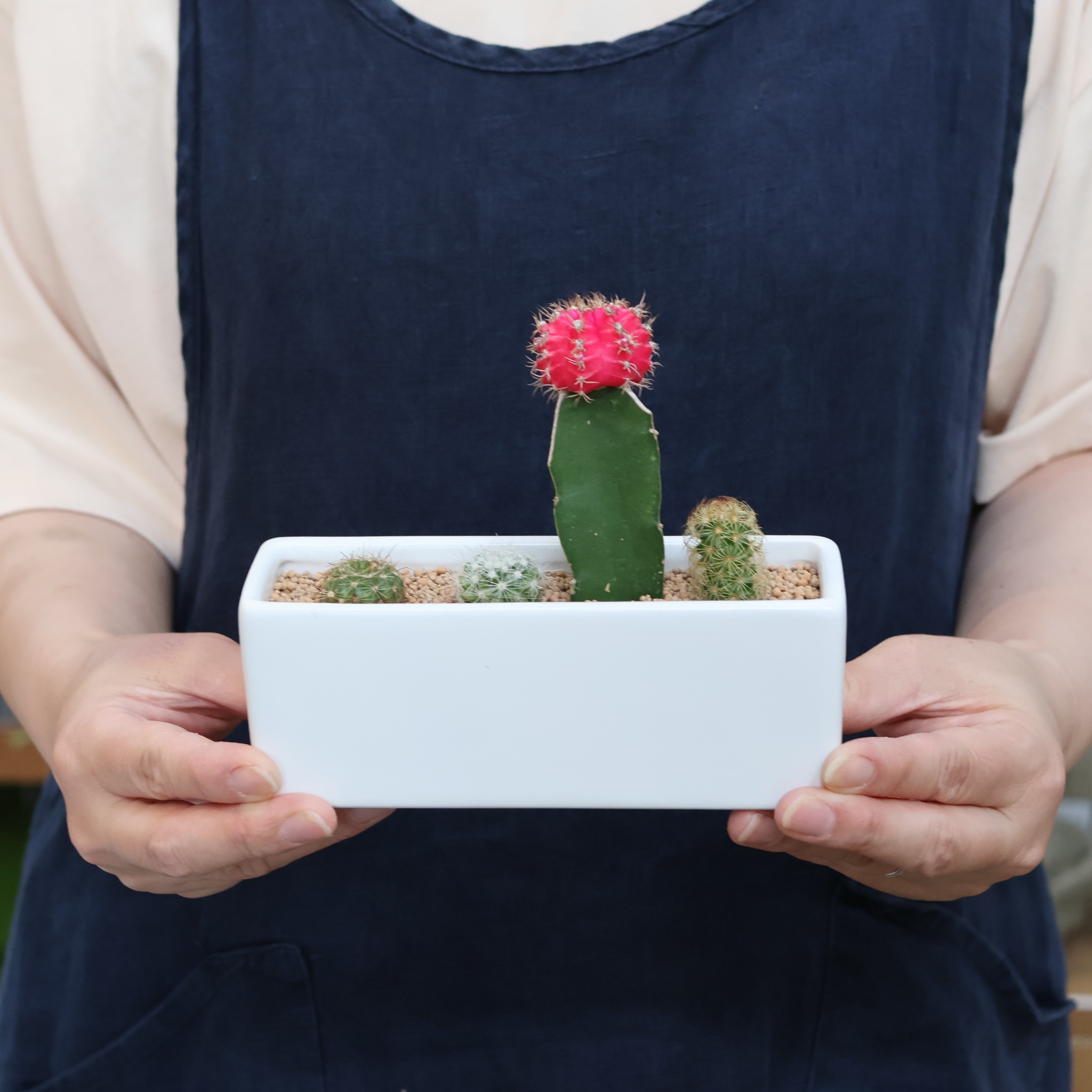 サボテン 寄せ植え」「ひぼたん 寄せ植え」1〜3個 プチギフト ママ友