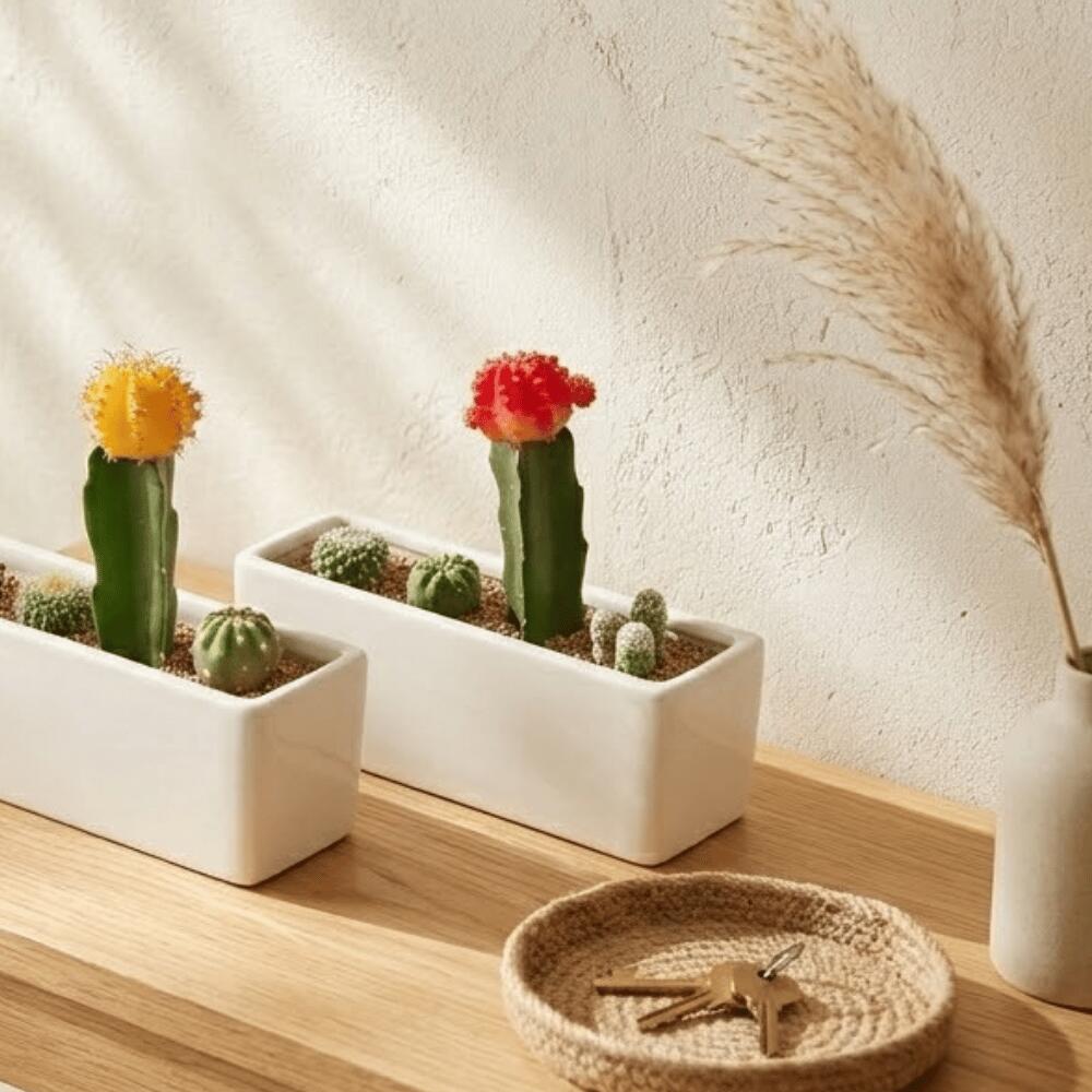サボテン 寄せ植え」「ひぼたん 寄せ植え」1〜3個 プチギフト ママ友