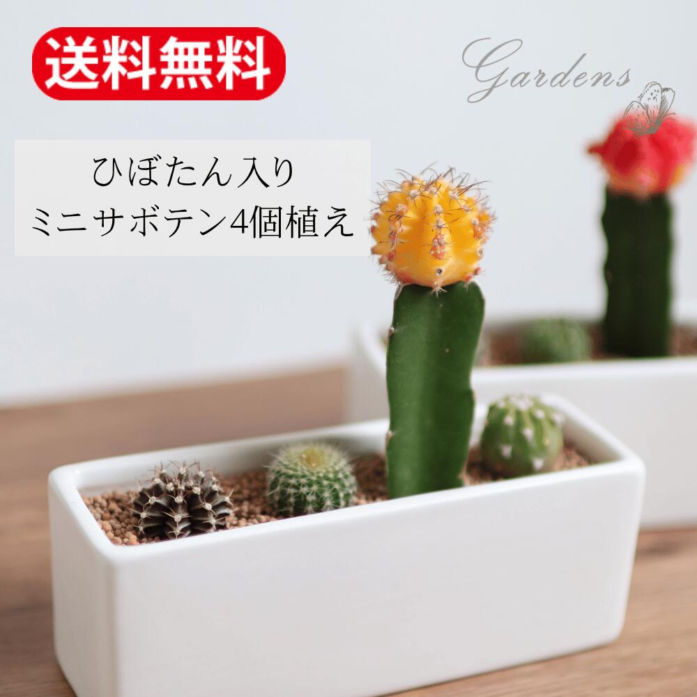1日限定☆エントリーで＋P10倍＆10％OFFクーポン】「サボテン 寄せ植え