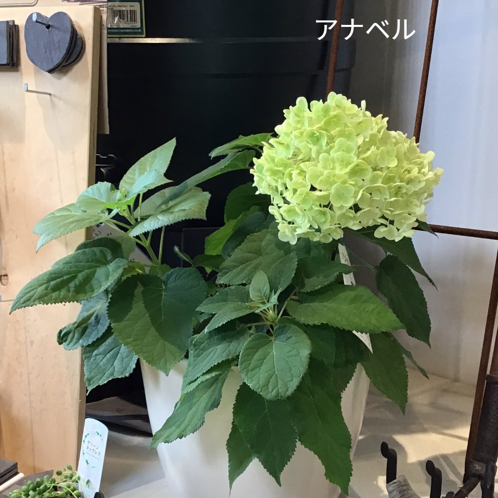 楽天市場 アジサイ アナベル 苗 ル マニフィーク 6号 紫陽花 あじさい 鉢植え ハイドランジア 西洋アジサイ アジサイ 希少 ソフト ピンク アナベル 送料無料 Gardens ガーデンズ