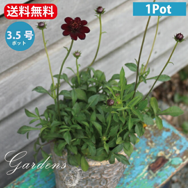 チョコレートコスモスの苗 20210921113731_1.jpg