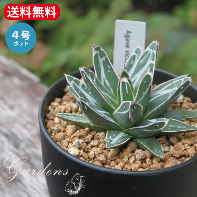 アガベ　ビクトリアレジーナ　送料無料 アガベ ビクトリアレジーナ 笹の雪 | STELLA.PLANTS
