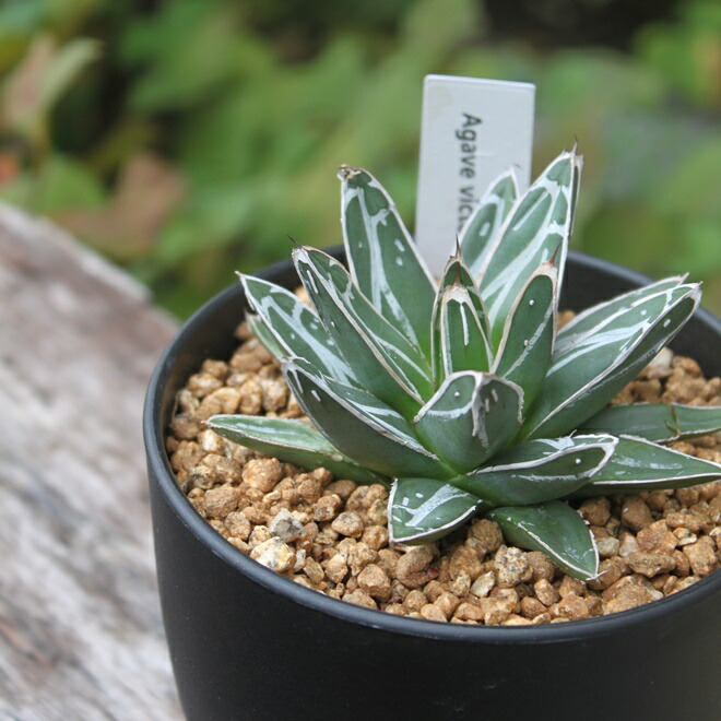楽天市場 アガベ ササノユキ 笹の雪 Agave Victoriae Reginae 多肉植物 インドアグリーン 苗 観葉植物 引っ越し祝い 開店祝い 新築祝い プレゼント 贈り物 4号 送料無料 育て易い 小型 乾燥に強い Gardens ガーデンズ 楽天市場 アガベ ササノユキ 笹の雪 Agave Victoriae Reginae 多肉植物 インドアグリーン 苗 観葉植物 引っ越し祝い 開店祝い 新築祝い プレゼント 贈り物 4号 送料無料 育て易い 小型 乾燥に強い Gardens ガーデンズ