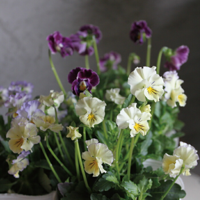 楽天市場 ビオラ フリル ビオラ 苗 フリル ビオラ もここ Mococo 苗 3ｐｏｔセット 3 5寸 3 5号 フリル フリンジ 花苗 プレミアム 大株 寄せ植え 花壇 Viola 送料無料 Gardens ガーデンズ