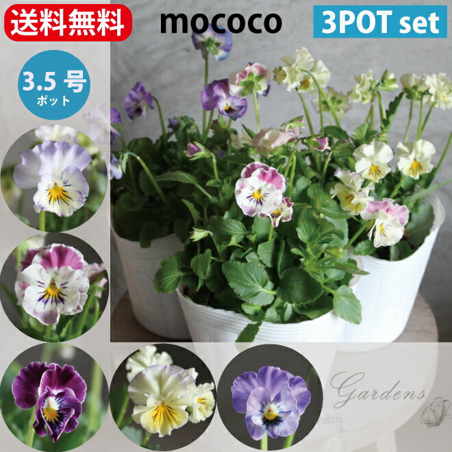 楽天市場 ビオラ フリル ビオラ 苗 フリル ビオラ もここ Mococo 苗 3potセット 3 5寸 3 5号 フリル フリンジ 花苗 プレミアム 大株 寄せ植え 花壇 Viola 送料無料 Gardens ガーデンズ 楽天市場 ビオラ フリル ビオラ 苗 フリル ビオラ もここ Mococo 苗 3potセット 3 5寸 3 5号 フリル フリンジ 花苗 プレミアム 大株 寄せ植え 花壇 Viola 送料無料 Gardens ガーデンズ