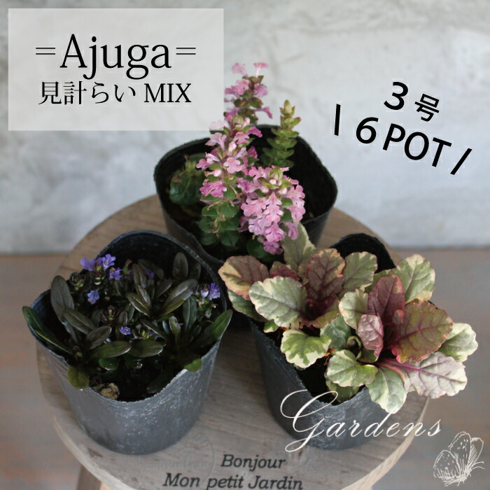 楽天市場】ヒメウツギ 苗 3.5号 3.5寸 2POTセット 落葉低木 姫空木 