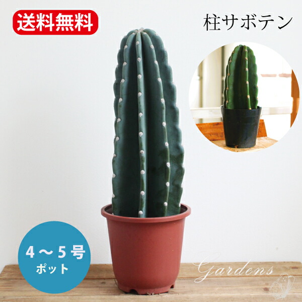 楽天市場】【SS限定☆エントリーで全商品＋P5倍＆MAX15%クーポン