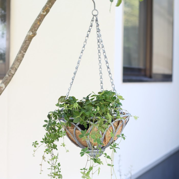 楽天市場】【1日限定☆エントリーで＋P10倍＆MAX10％クーポン