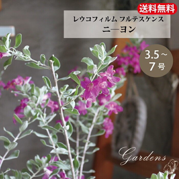 楽天市場】綺麗な紫花が魅力 レウコフィルム シルバーリーフが美しい