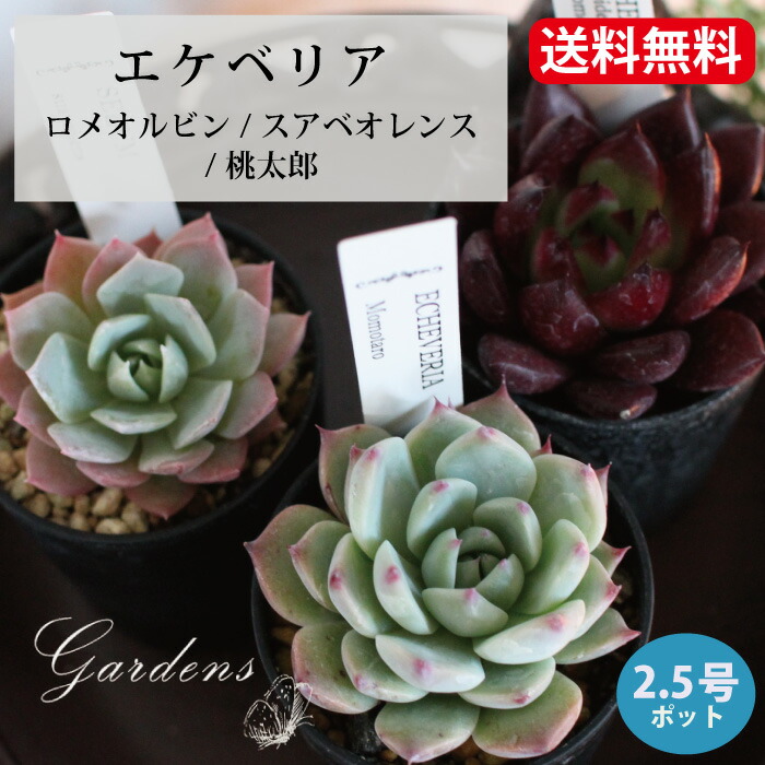 楽天市場】多肉植物 寄せ植え 多肉植物 福袋 カット 苗 「12個