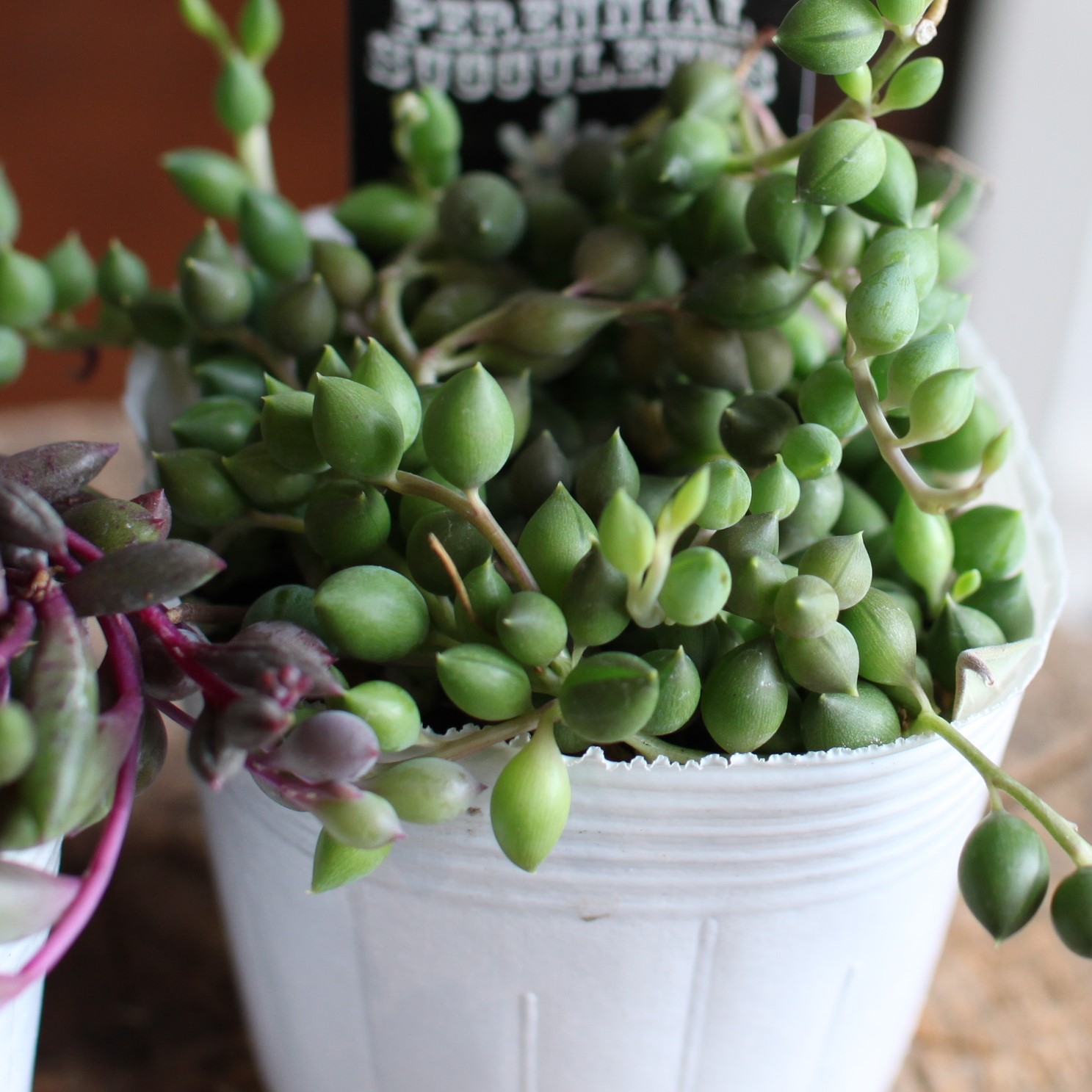 グリーンネックレス 多肉植物 2~3号 2~3寸 実 ドルフィン / ピーチ