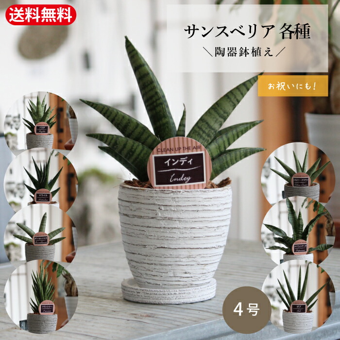 楽天市場】サンスベリア ピングイキュラ ピンクイグラ 希少品種 楽天市場】サンスベリア ピングイキュラ ピンクイグラ 希少品種