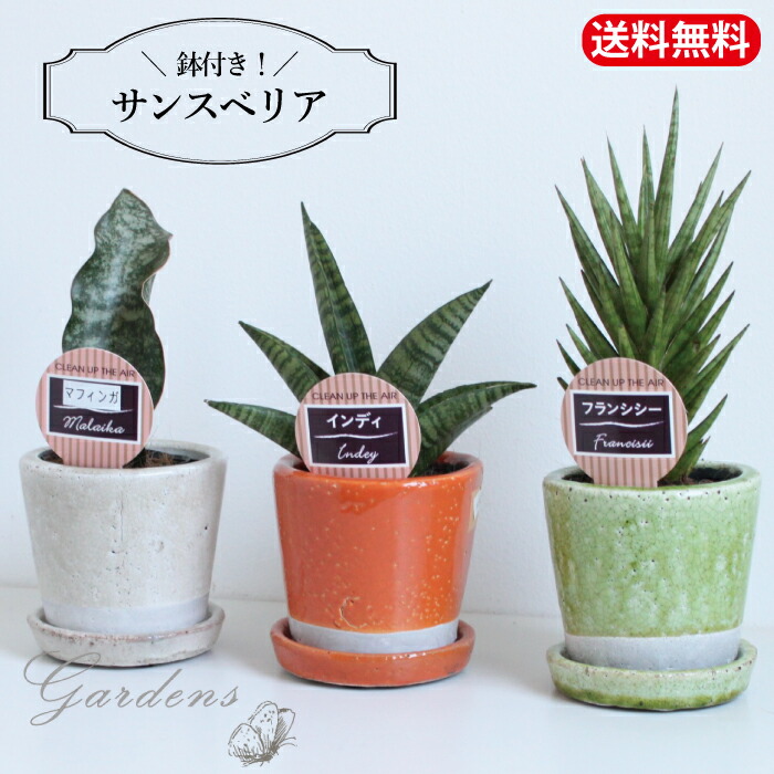 楽天市場】サンスベリア ピングイキュラ ピンクイグラ 希少品種