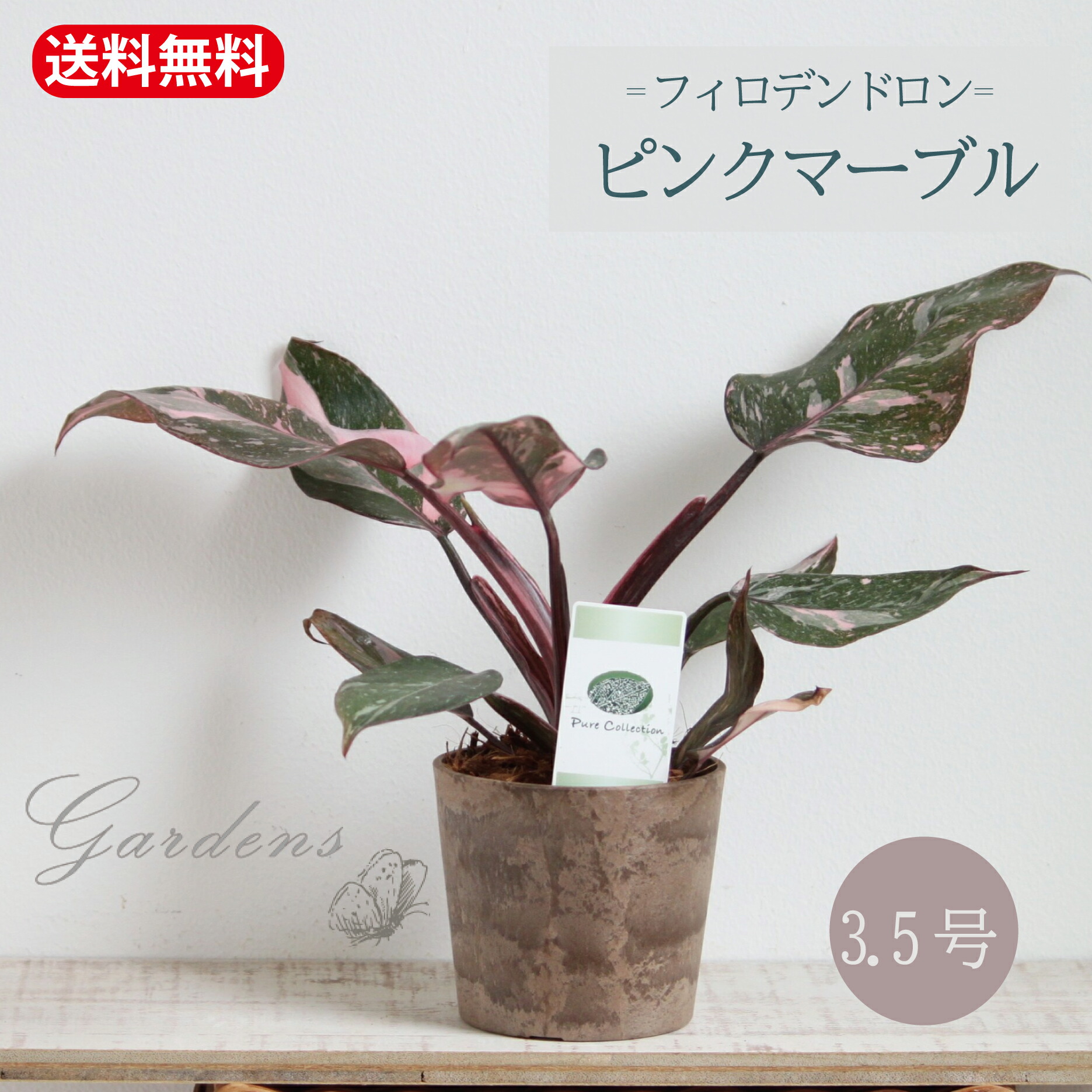 超希少な★フィロデンドロン　ハイブリッド★斑入りA56 フィロデンドロン セローム稀少斑入り(Philodendron selloum