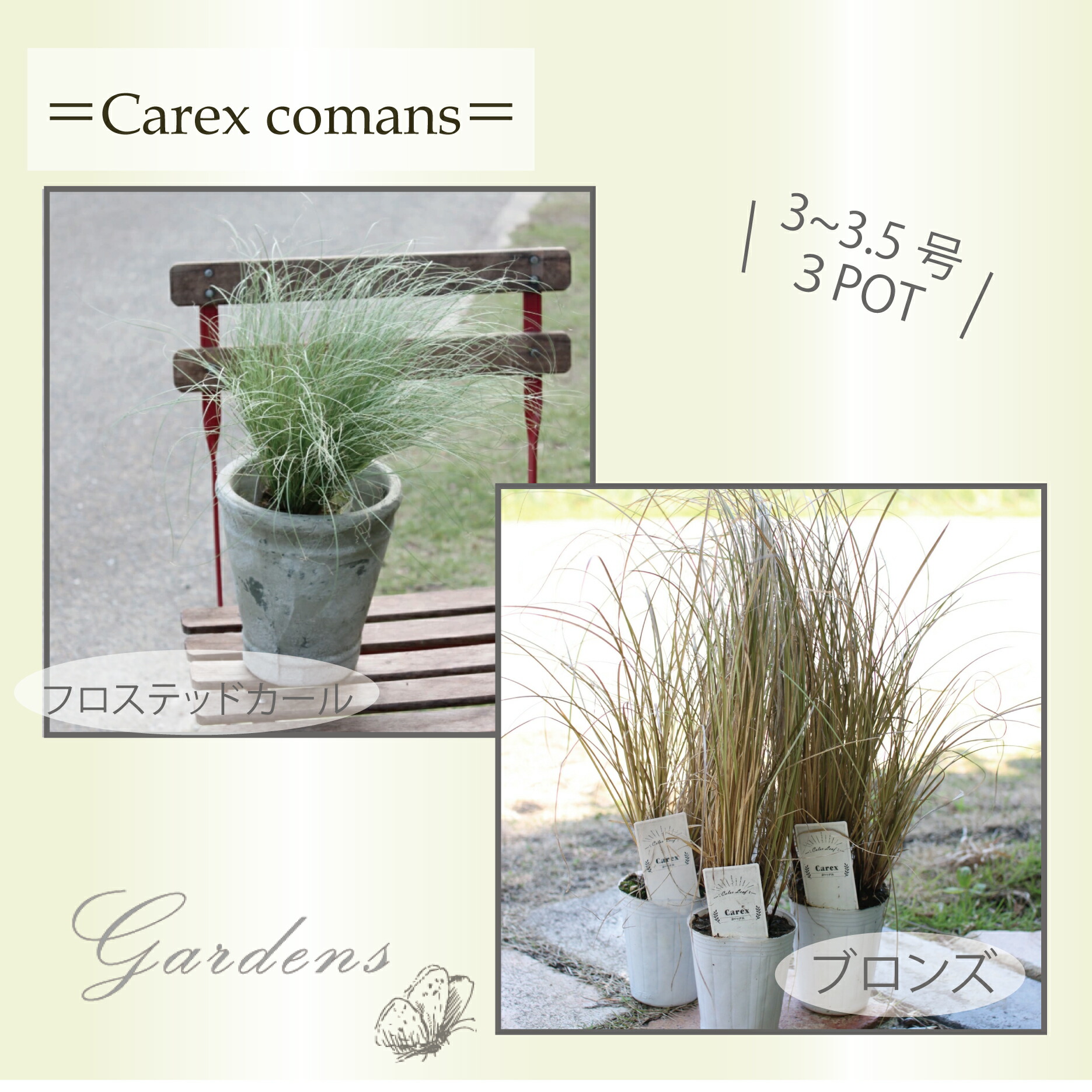 現品　トックリラン　ノリナ　斑入り　31番　観葉植物　ドライガーデン　希少 楽天市場】ノリナ トックリラン 3〜4号 3寸 4寸 苗 ロック