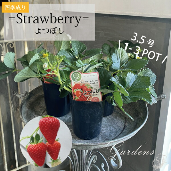 楽天市場】【代引不可】 seed たね tane 種 種子 □ﾜｲﾙﾄﾞｽﾄﾛﾍﾞﾘｰ四季