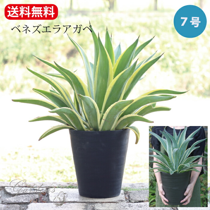 楽天市場】観葉植物・多肉植物 アガベ・ベネズエラ / 8寸・W70cm×H70cm