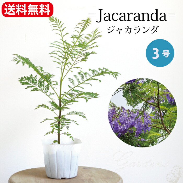 楽天市場】【マラソン限定☆エントリーでMAXP10倍＆10％OFF