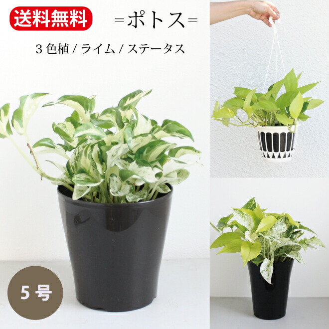 ●光の園 (381B120-61) ポールライムポトス 送料無料 92508 G-PLP ポールライムポトス」弘益のフェイクグリーン