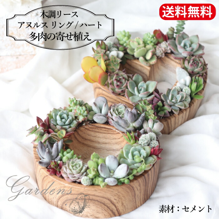 楽天市場】多肉植物 寄せ植え 『 ブリキ カラー カップの寄せ 楽天市場】多肉植物 寄せ植え 『 ブリキ カラー カップの寄せ