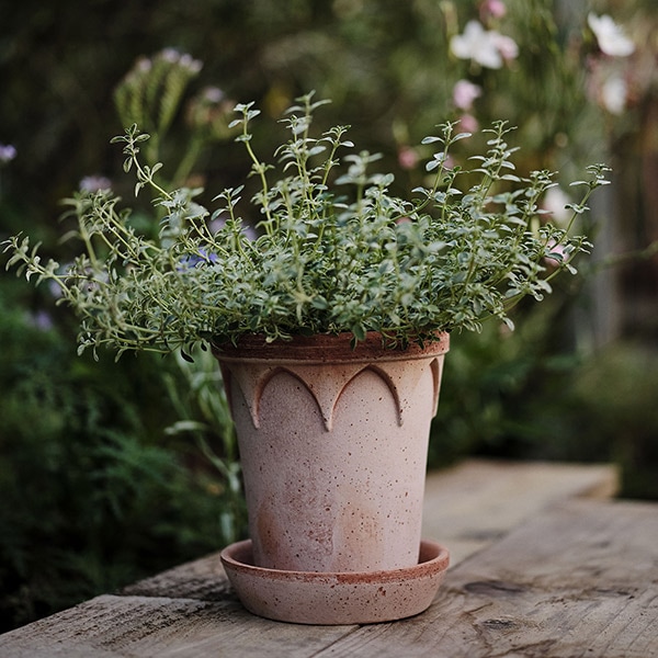 バーグスポッター エリザベス 14 / 16 / 18 グレー ナチュラル 皿付き