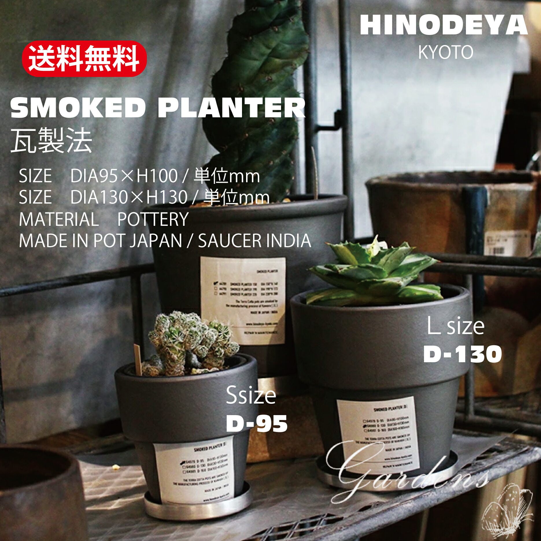 ブラッサイア 約150cm 植物　樽型鉢カバー付 ブラッサイア 約150cm 植物 樽型鉢カバー付 skstep15_1.jpg