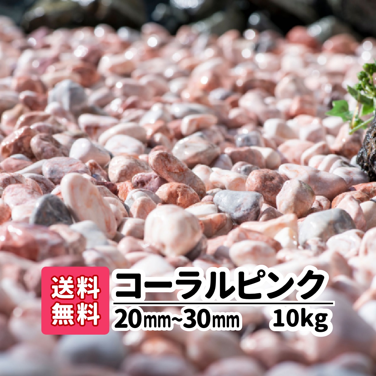 楽天市場 ピンク 庭 砂利 大理石 送料無料 kg コーラルピンク mm 30mm 玉砂利 おしゃれ かわいい きれい 玉石 白 白玉砂利 ミックス 庭石 敷石 アプローチ 玄関 駐車場 ガーデニング 洋風 熱帯魚 水槽レイアウト エクステリア 外構 ガーデン Diy リフォーム 自然