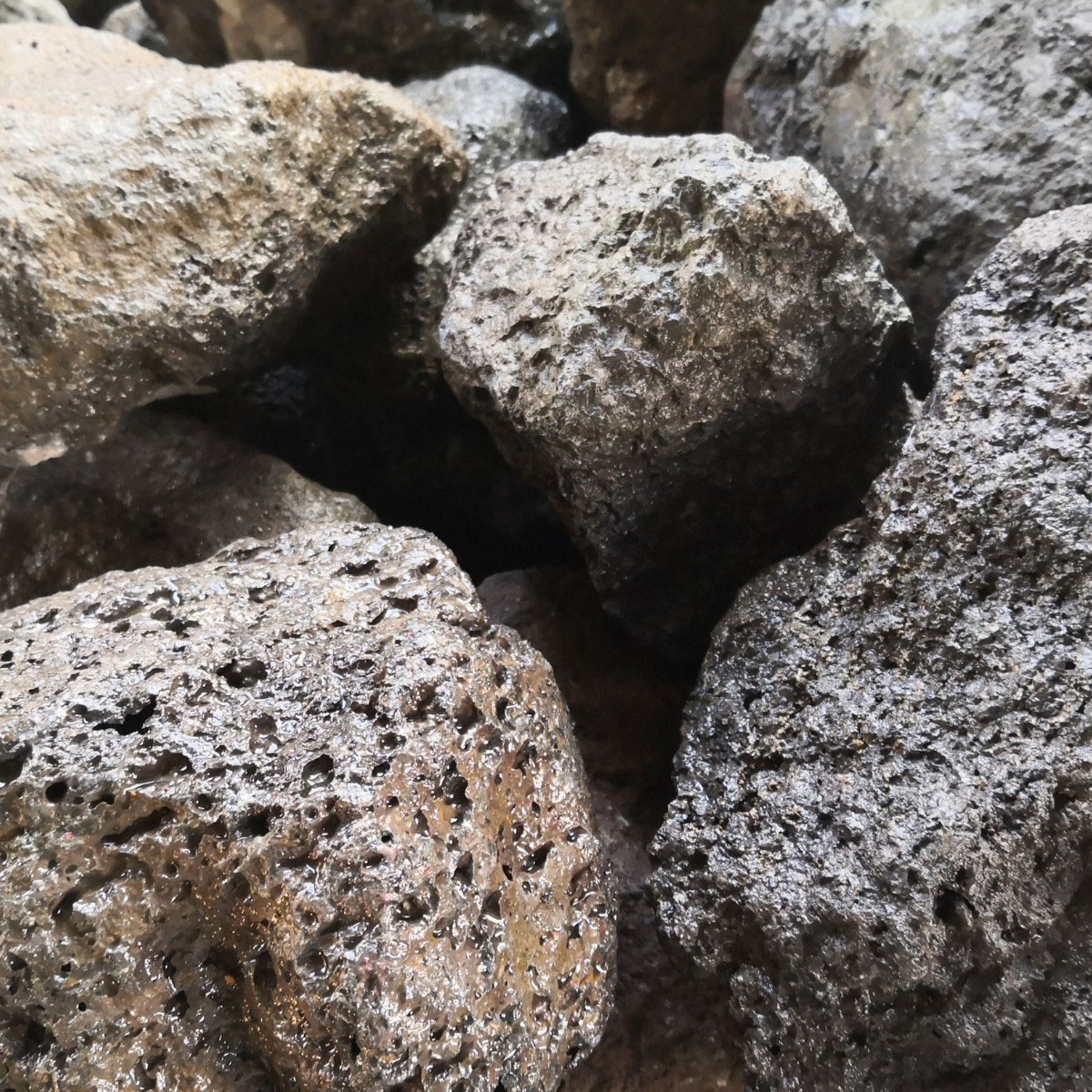 【楽天市場】【送料無料】20kg 富士山溶岩石 150mm～250mm ロックガーデン 石材 岩 大きい石 石 置き石 大きめ 庭 アプローチ
