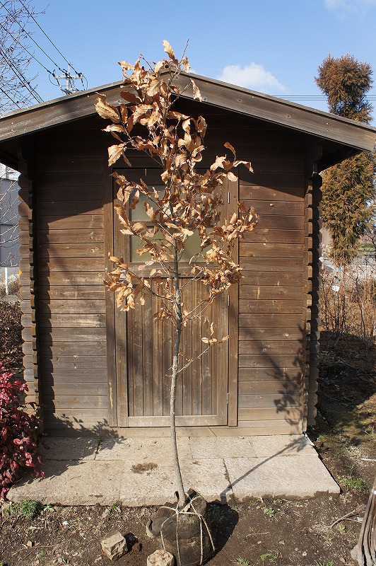 木灰　(クヌギ) 楽天市場】クヌギ（椚） 単木 樹高2.0m前後 露地苗 シンボルツリー