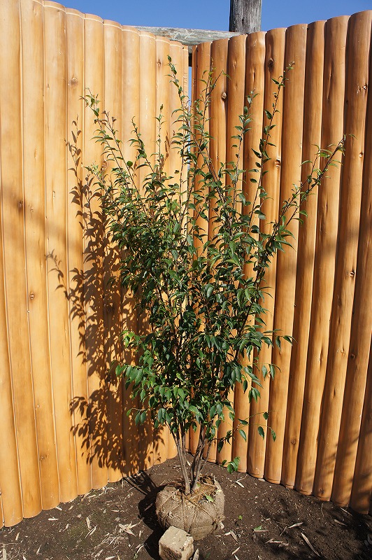 楽天市場】ハイノキ 株立 樹高1.2m前後 露地苗 シンボルツリー 常緑樹