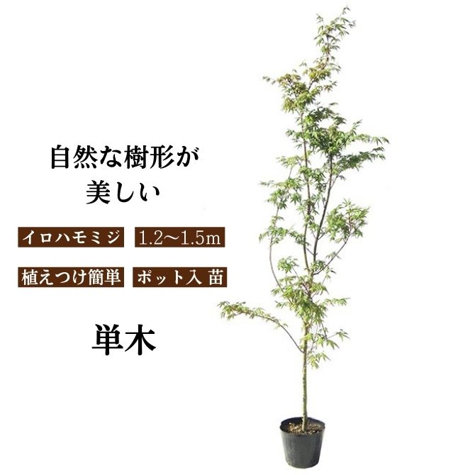楽天市場】◇送料無料◇ もみじ 苗木 【鴫立沢 （しぎたつさわ