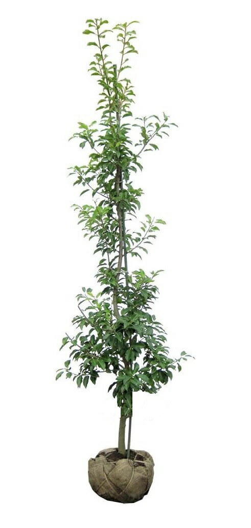 楽天市場】【現品発送】ソヨゴ 苗木 株立ち 雄株(オス株) 樹高1m