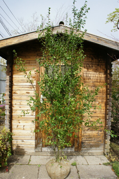 楽天市場】アオバナハイノキ 【藍】 3.5号ポット苗 挿し木 【ハナヒロ